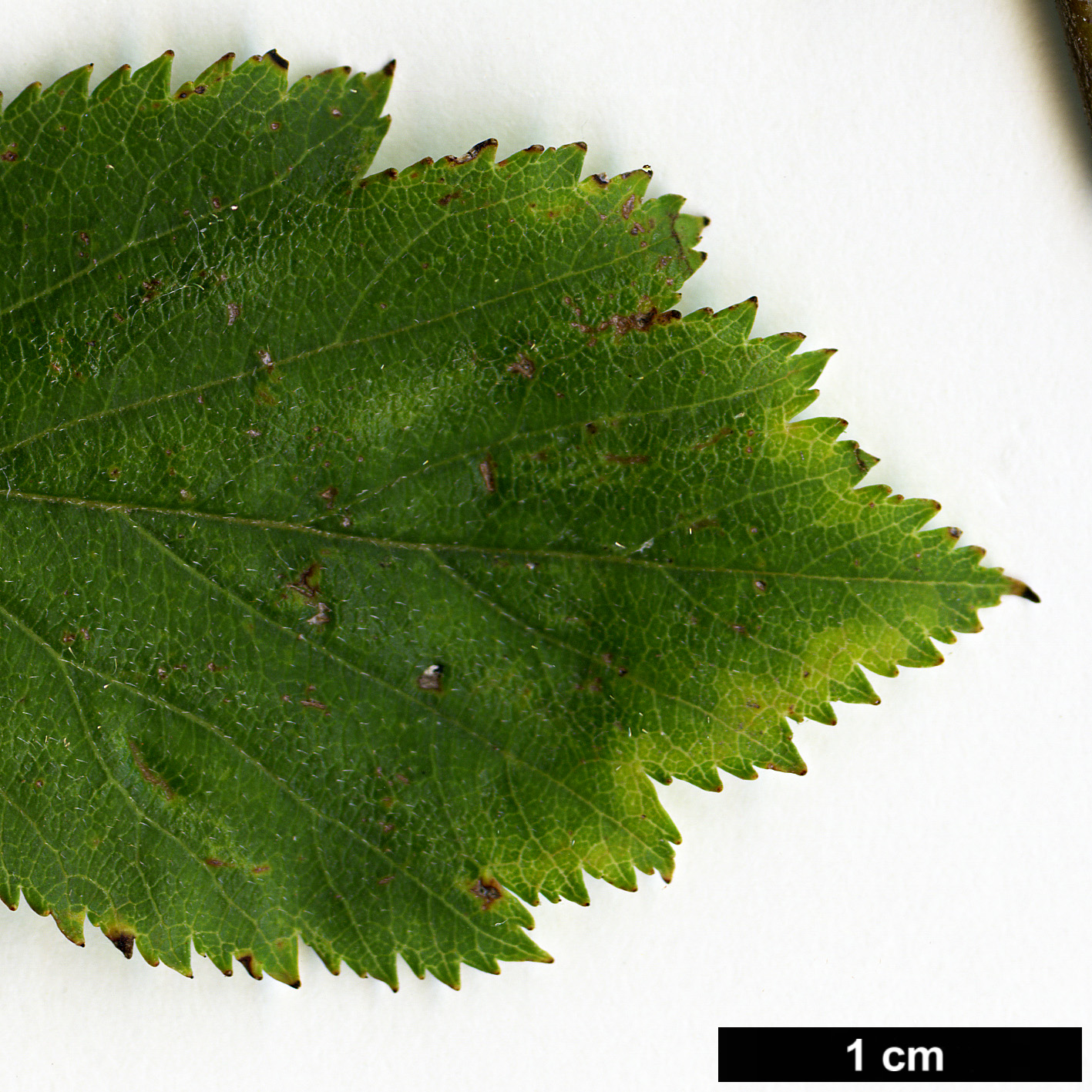 High resolution image: Family: Rosaceae - Genus: Crataegus - Taxon: aemula